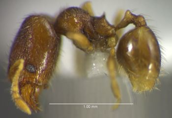 Media type: image;   Entomology 34336 Aspect: habitus lateral view